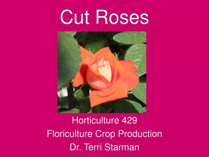 cut roses