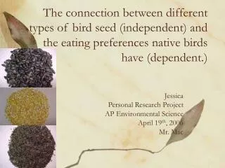 The connection between different types of bird seed (independent) and the eating preferences native birds have (dependen