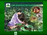 THE DEVELOPMENT OF VIETNAM TEA INDUSTRY - slide 1