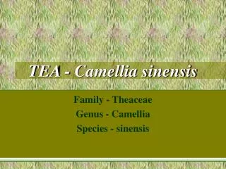 TEA - Camellia sinensis