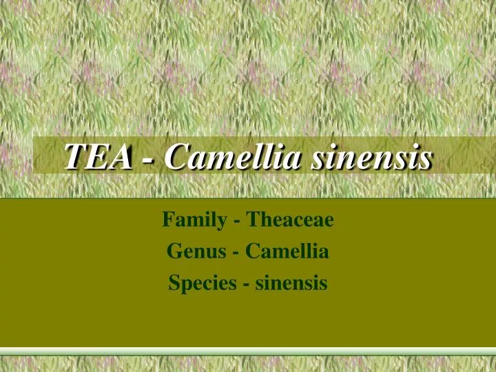 tea camellia sinensis