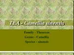 TEA - Camellia sinensis - slide 1