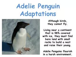 Adelie Penguin Adaptations