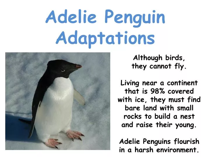 adelie penguin adaptations
