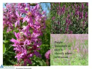 Purple loosestrife is easy to identify when in blossom.