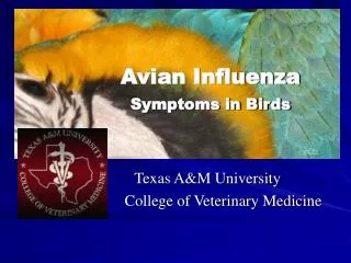 Avian Influenza Symptoms in Birds