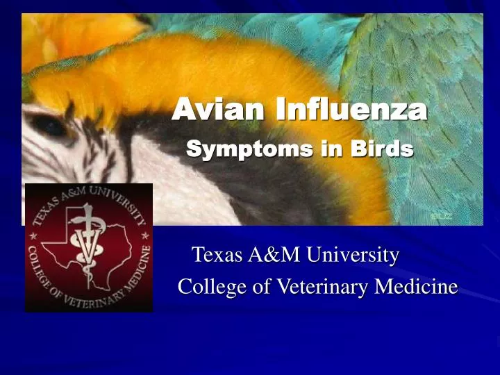 avian influenza symptoms in birds