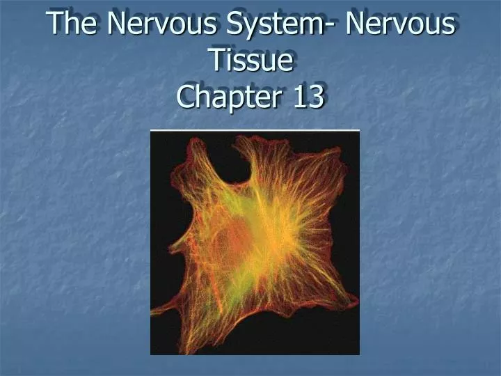 the nervous system nervous tissue chapter 13