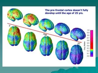 The pre-frontal cortex doesn’t fully develop until the age of 25 yrs.