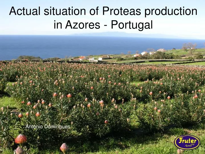 actual situation of proteas production in azores portugal