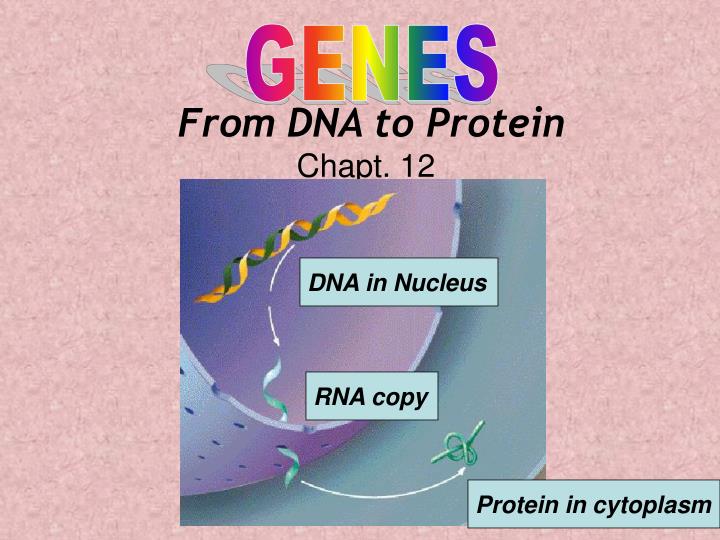 from dna to protein chapt 12