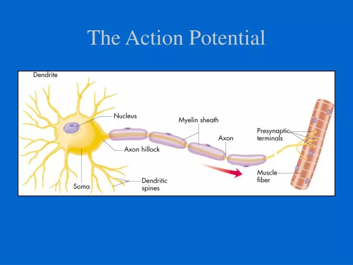 the action potential