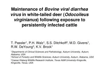 Maintenance of Bovine viral diarrhea virus in white-tailed deer ( Odocoileus virginianus ) following exposure to persi