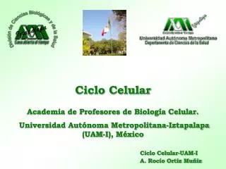 ciclo celular