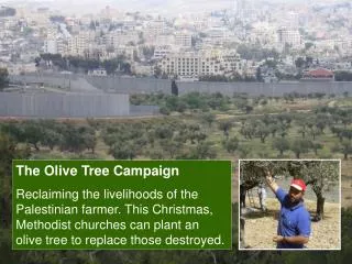 the olive tree campaign reclaiming the livelihoods of the ...