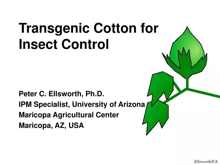transgenic cotton for insect control