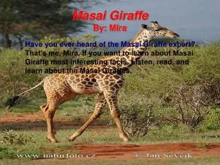 Masai Giraffe By: Mira