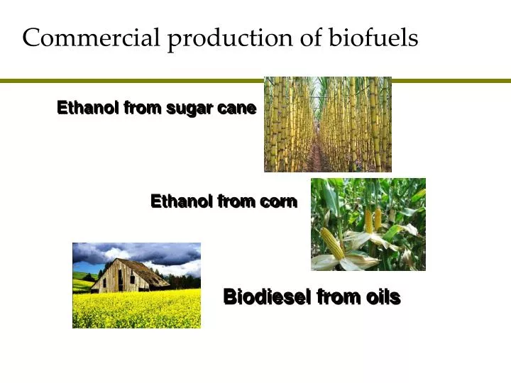 commercial production of biofuels