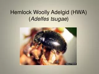 Hemlock Woolly Adelgid (HWA) ( Adelfes tsugae )