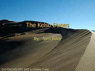 The Kelso Dunes