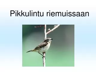 pikkulintu riemuissaan