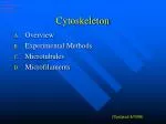 Cytoskeleton - slide 1