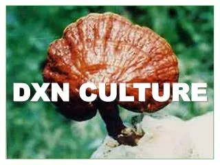 DXN CULTURE