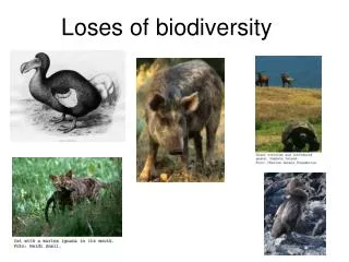 Loses of biodiversity