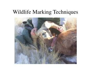 Wildlife Marking Techniques