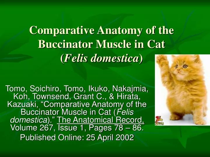 comparative anatomy of the buccinator muscle in cat felis domestica