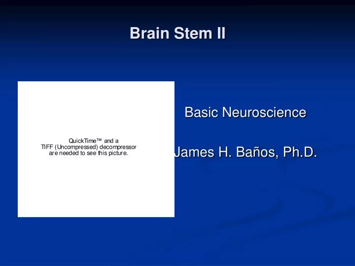 brain stem ii