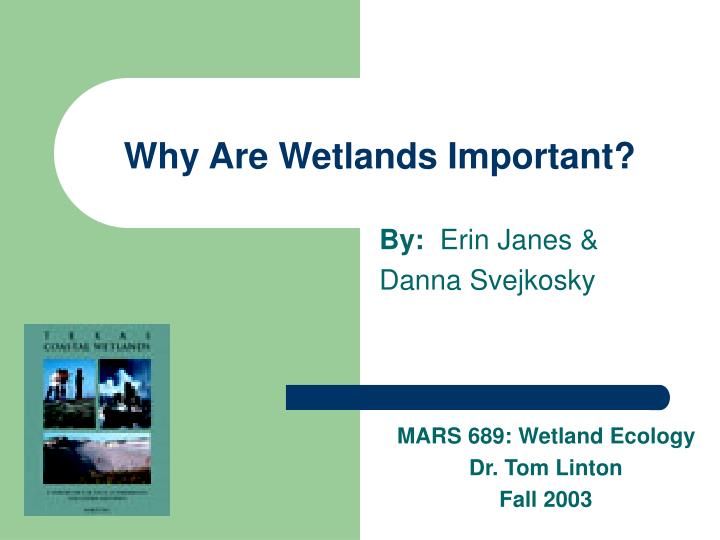 why are wetlands important