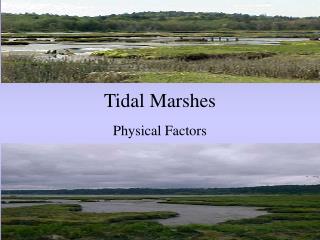 Tidal Marshes