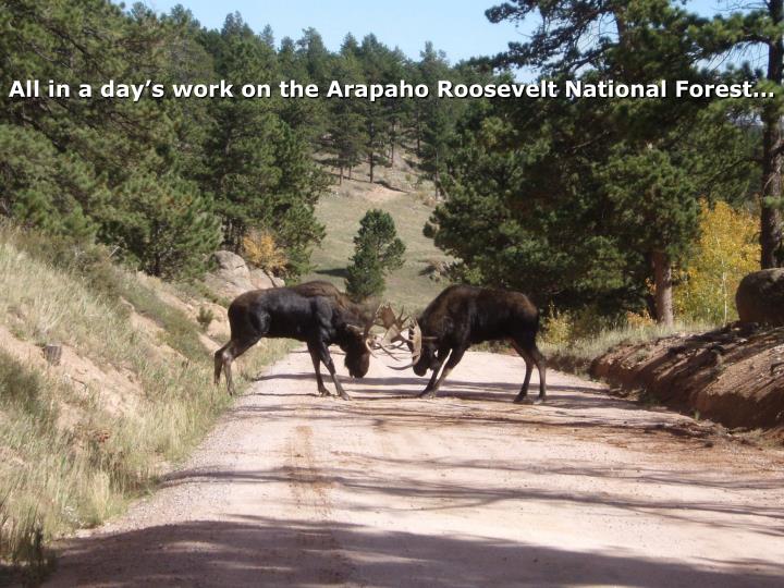all in a day s work on the arapaho roosevelt national forest
