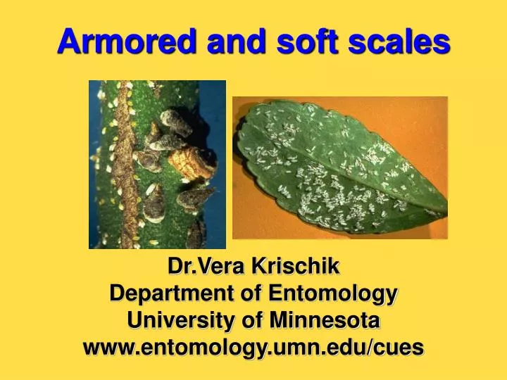 armored and soft scales