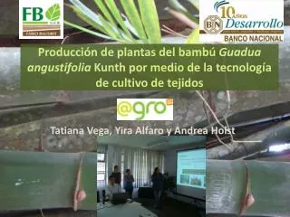 Producción de plantas del bambú Guadua angustifolia Kunth por medio de la tecnología de cultivo de tejidos