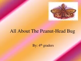 All About The Peanut-Head Bug