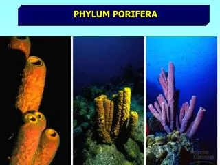 phylum porifera