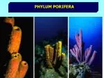 PHYLUM PORIFERA - slide 1
