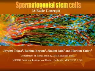 Spermatogonial stem cells