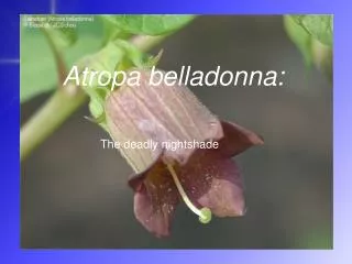 Atropa belladonna:
