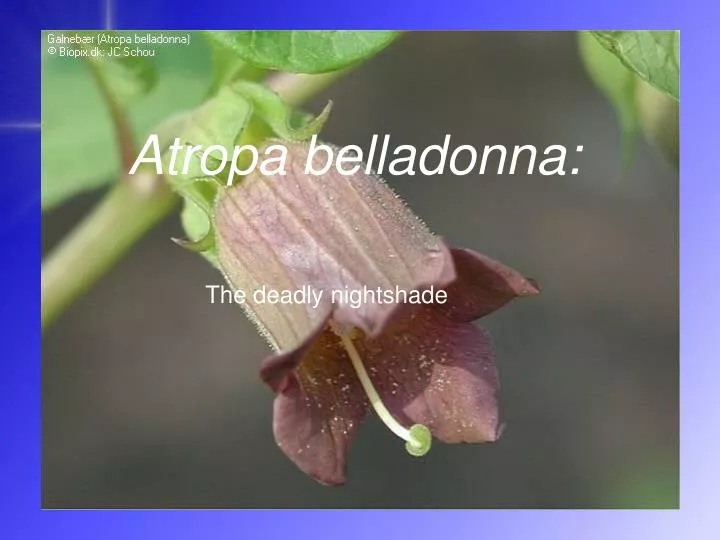 atropa belladonna