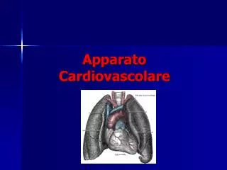 apparato cardiovascolare