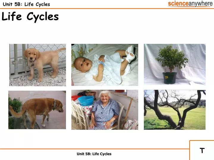 unit 5b life cycles