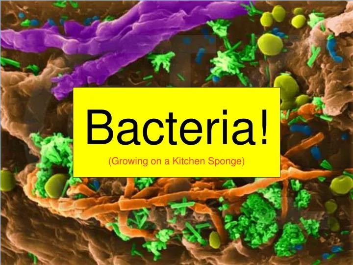 bacteria growing on a kitchen sponge