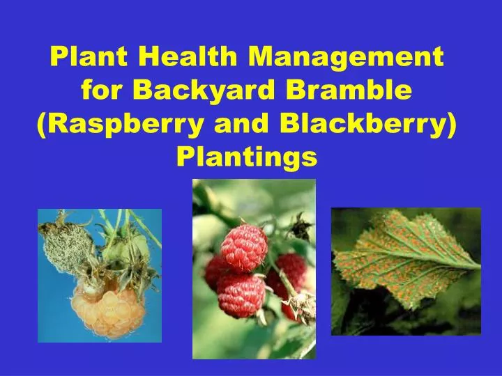 plant health management for backyard bramble raspberry and blackberry plantings