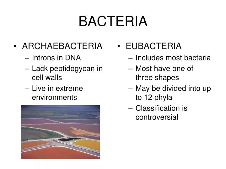 bacteria