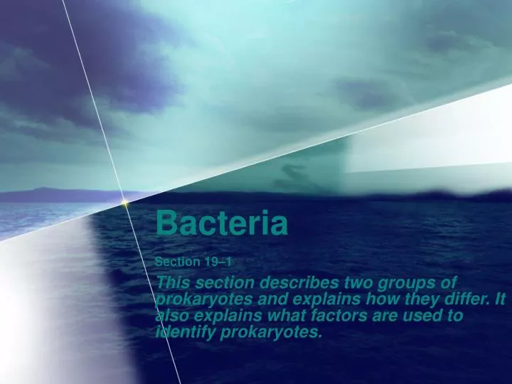 bacteria