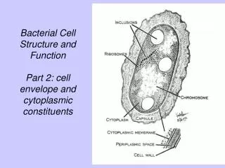 Bacterial Cell Structure and Function Part 2: cell envelope and cytoplasmic constituents