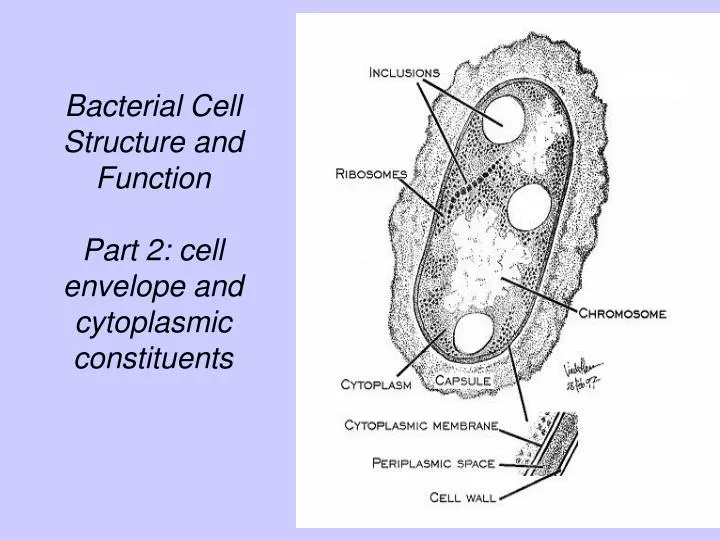 bacterial cell structure and function part 2 cell envelope and cytoplasmic constituents